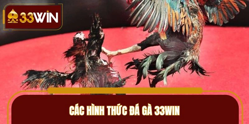 Các hình thức đấu chiến kê nổi trội tại 33WIN