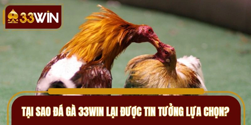 Điểm mạnh nổi trội khi trải nghiệm đá gà 33WIN