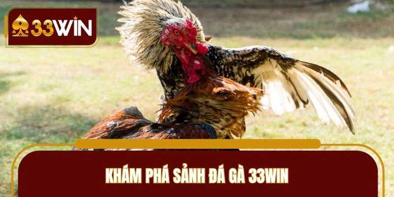 Khái quát sơ lược về sảnh đấu chiến kê 33WIN